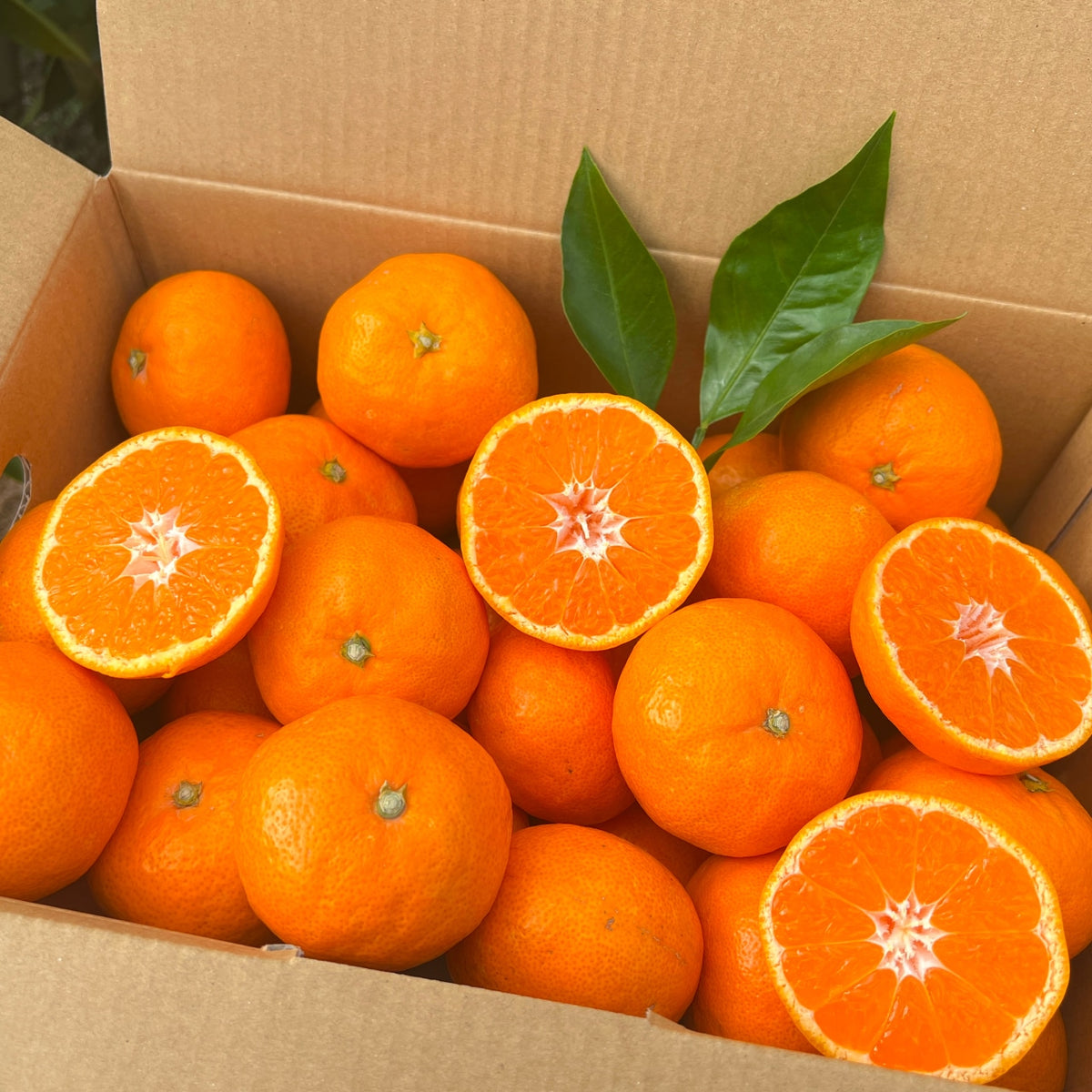 販売終了【和歌山県産】こだわり栽培 完熟アルギットみかん – OIKAshop