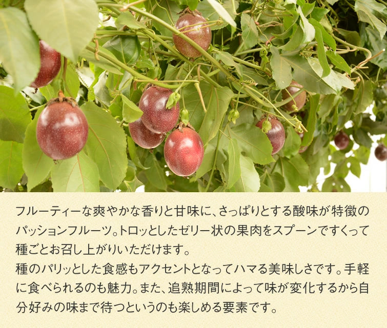販売終了【栃木県産】パッションフルーツ 約1.2kg（バラ詰め・サイズ不揃い）