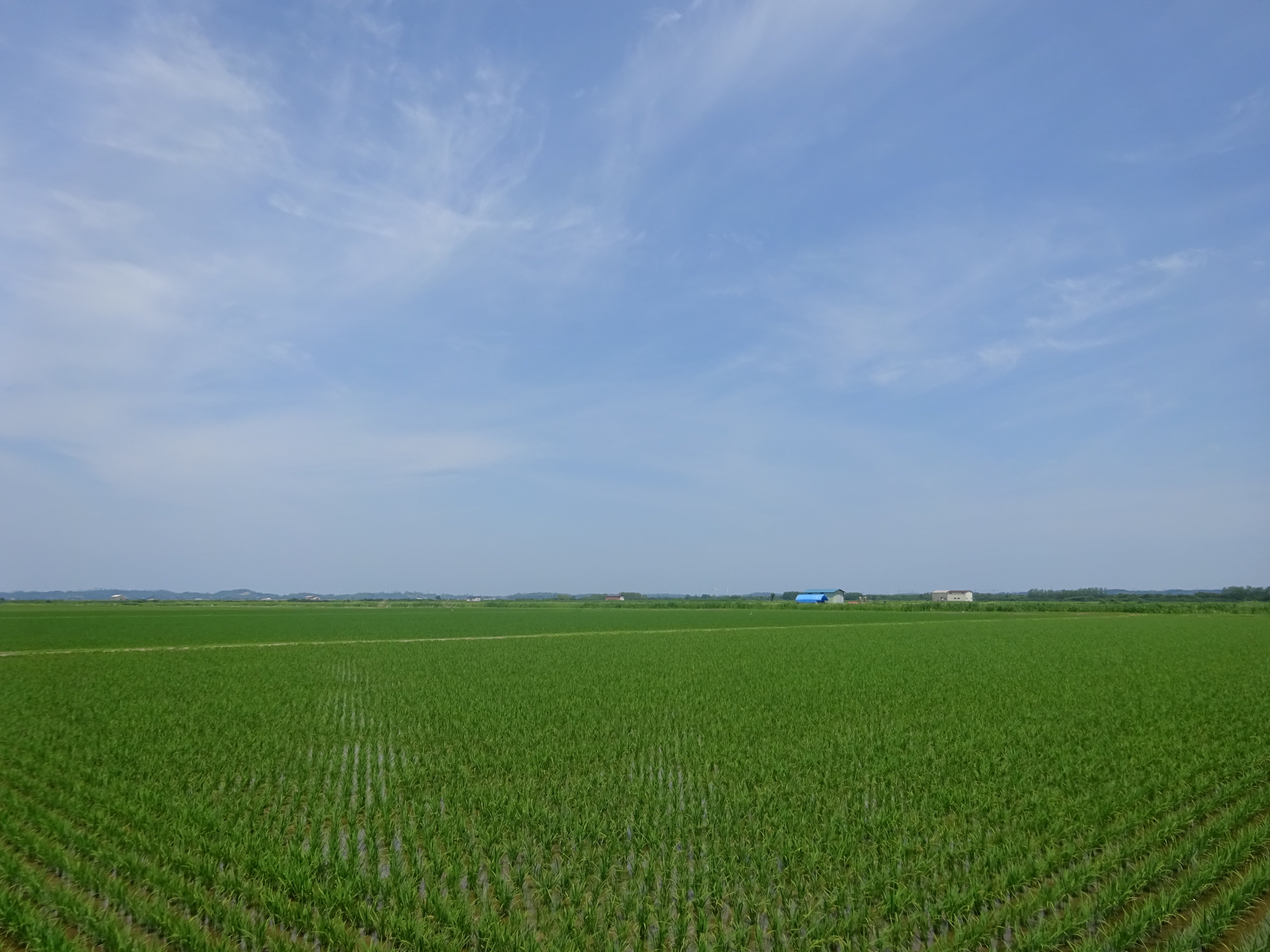 【秋田県産】JAS有機栽培米あきたこまち