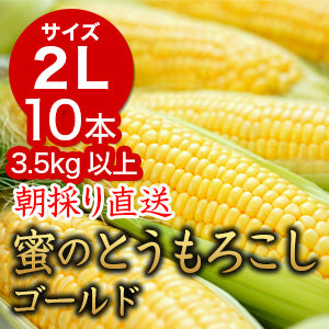 予約受付前【長野県産】蜜のとうもろこし-ゴールドラッシュ 2L級10本