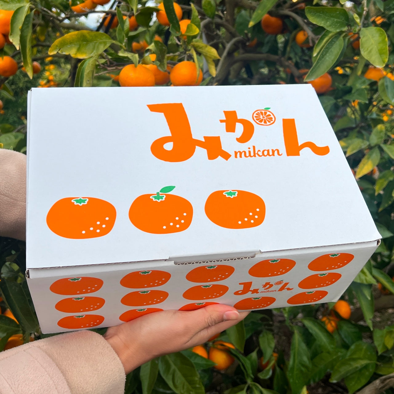 予約販売中【和歌山県産】こだわり栽培　完熟アルギットみかん　