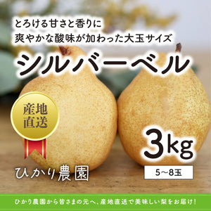 予約受付中【鳥取県産】シルバーベル