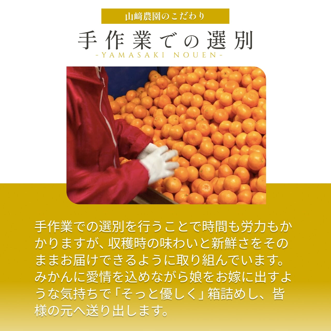 予約販売中【和歌山県産】こだわり栽培　完熟アルギットみかん　