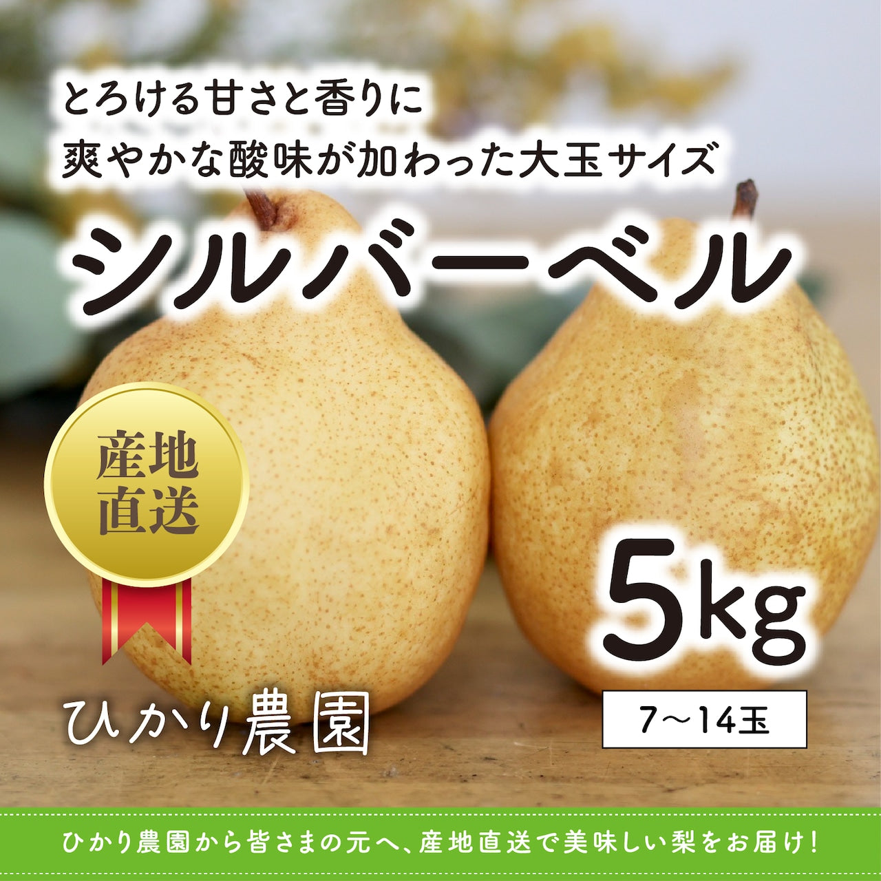 予約受付中【鳥取県産】シルバーベル