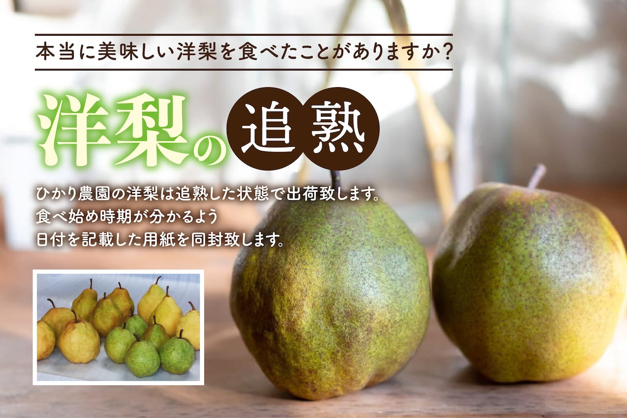 予約受付中【鳥取県産】シルバーベル
