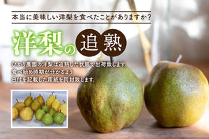 予約受付中【鳥取県産】シルバーベル