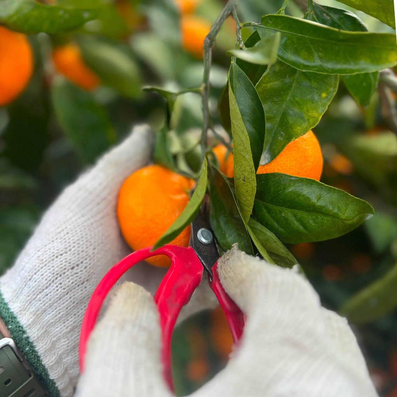 予約販売中【和歌山県産】こだわり栽培　完熟アルギットみかん　