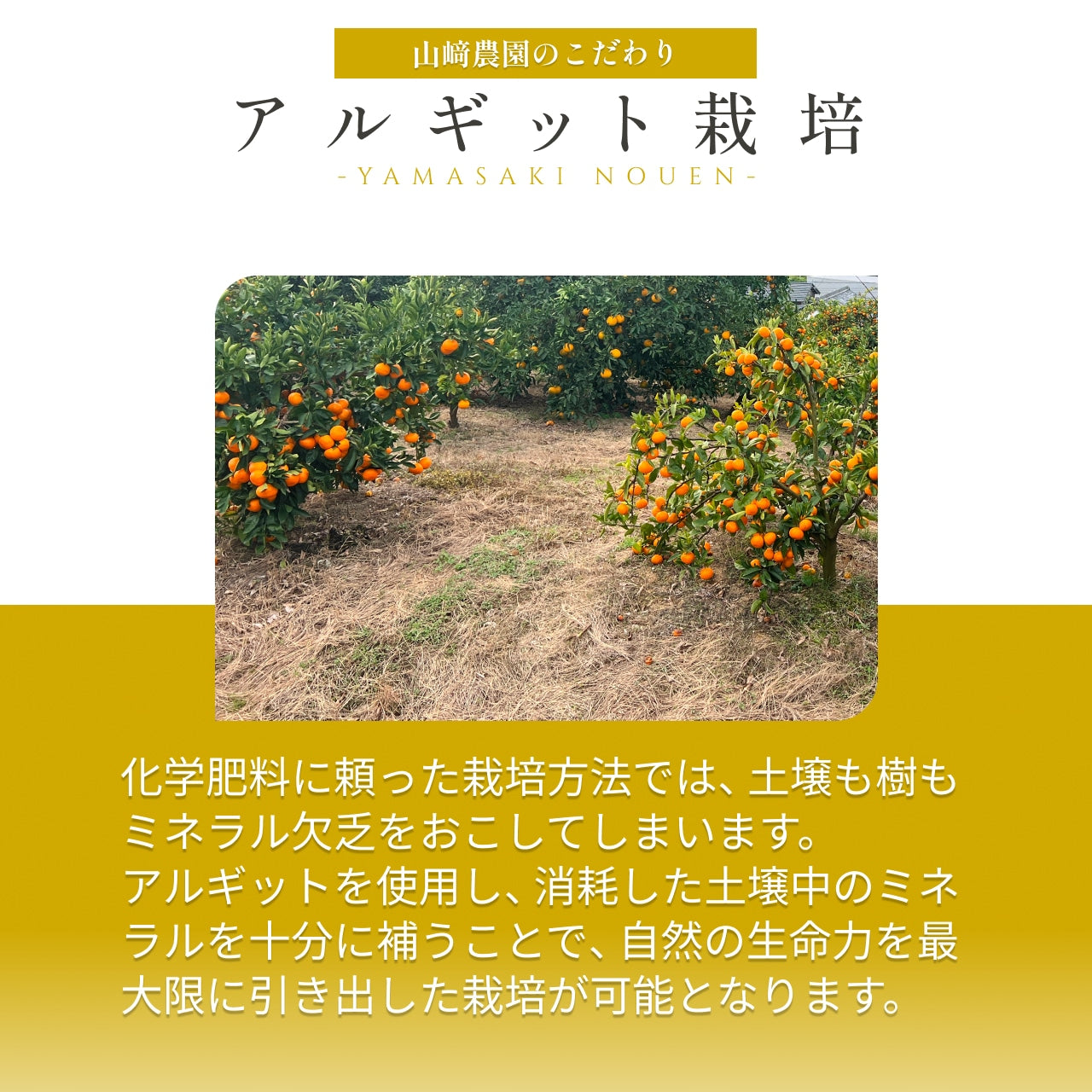 予約販売中【和歌山県産】こだわり栽培　完熟アルギットみかん　
