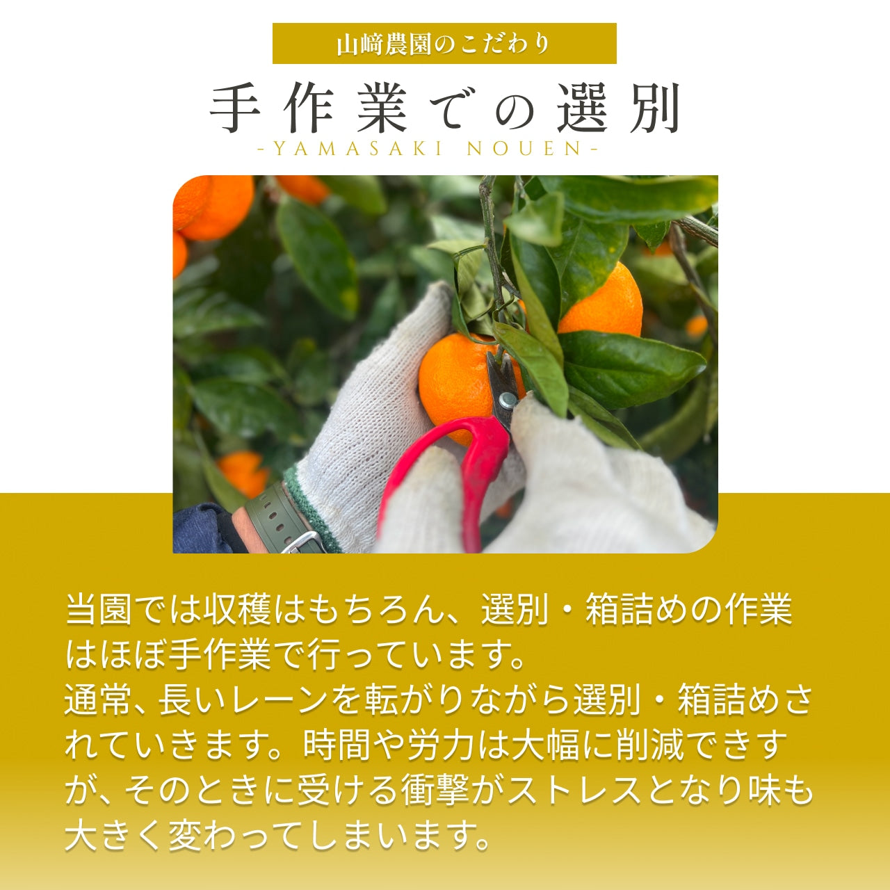 予約販売中【和歌山県産】こだわり栽培　完熟アルギットみかん　