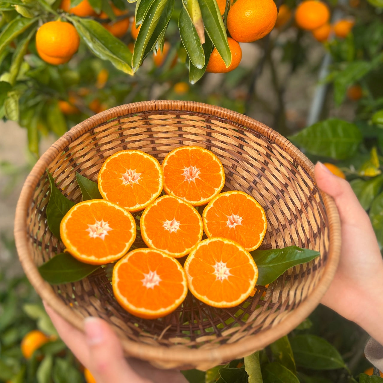 予約販売中【和歌山県産】こだわり栽培　完熟アルギットみかん　