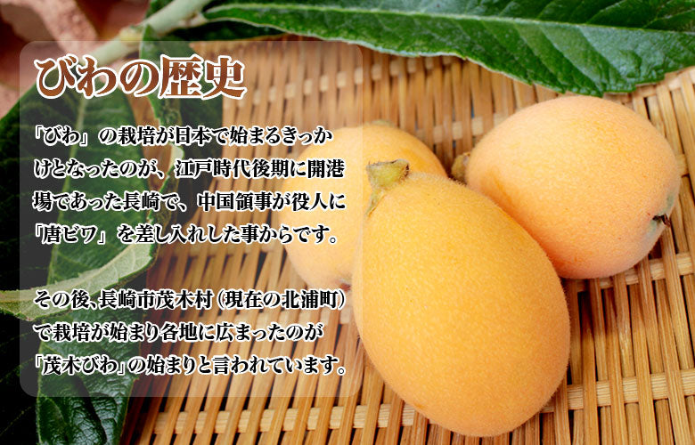 予約受付前【長崎県産】茂木びわ（露地栽培）　贈答用