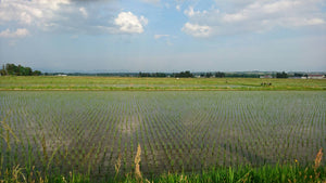 【山形県産】根づくり栽培米はえぬき