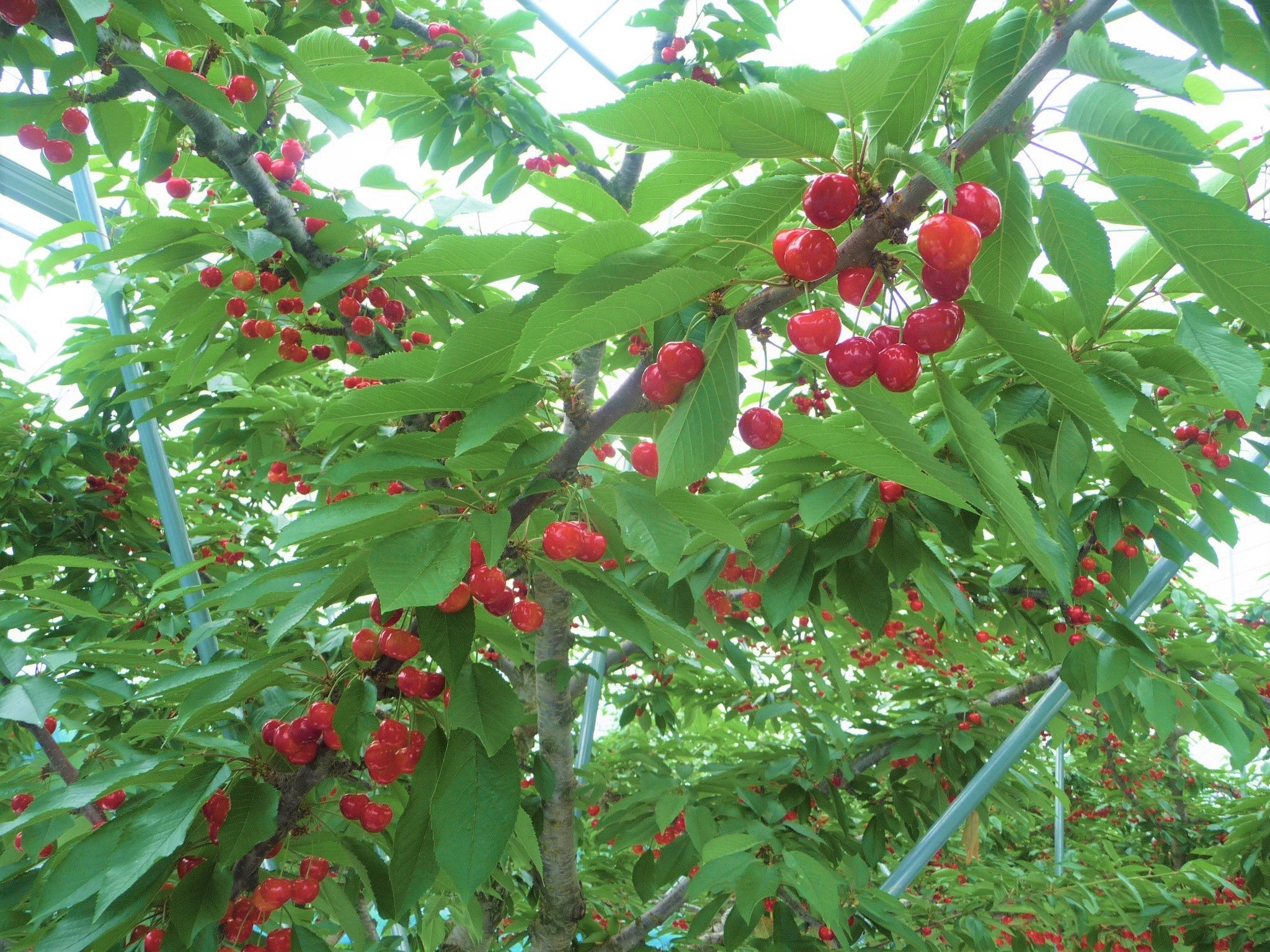 【山形県産】さくらんぼ -紅秀峰- 化粧箱「特秀」2L以上 500g