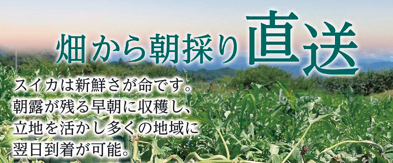 販売終了【長野県産】蜜のスイカ