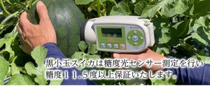 販売終了【長野県産】蜜のスイカ